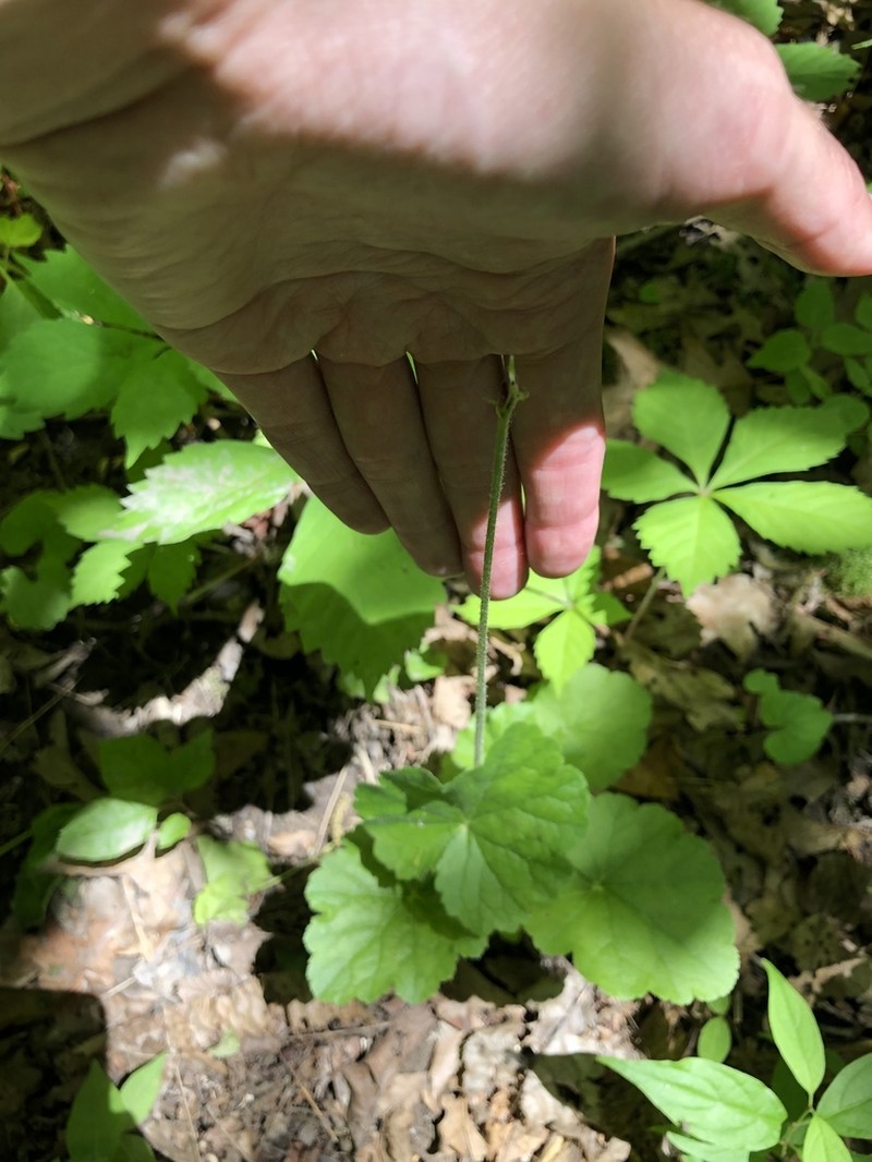 American Alumroot