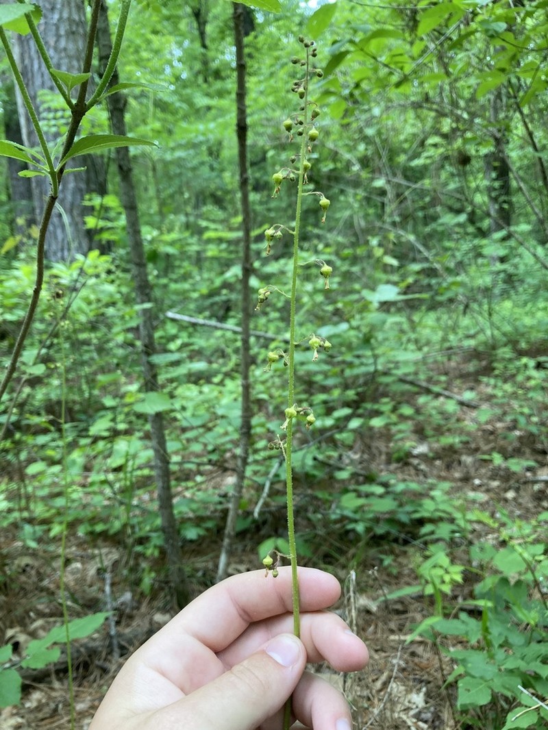 American Alumroot photo 2