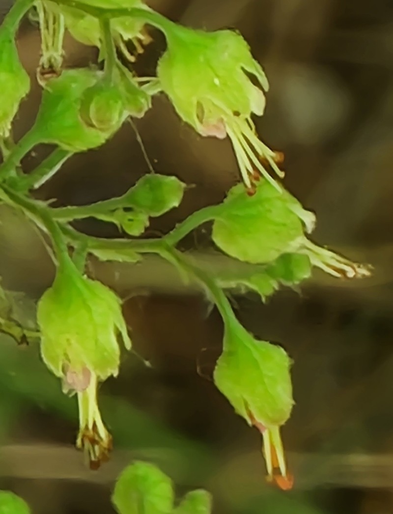 American Alumroot photo 3