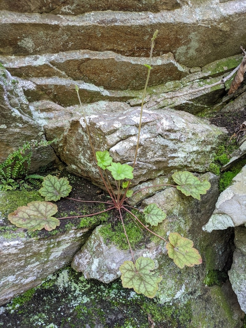 American Alumroot photo 4