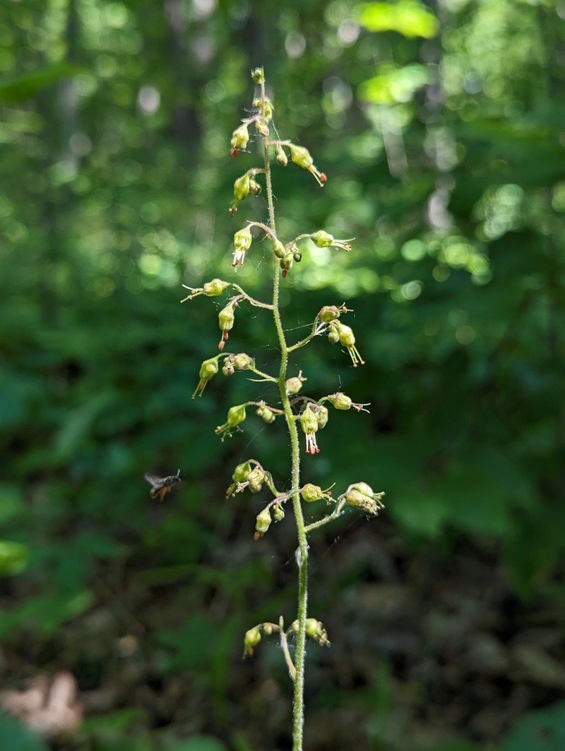 American Alumroot photo 5