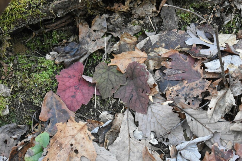 American Alumroot photo 6