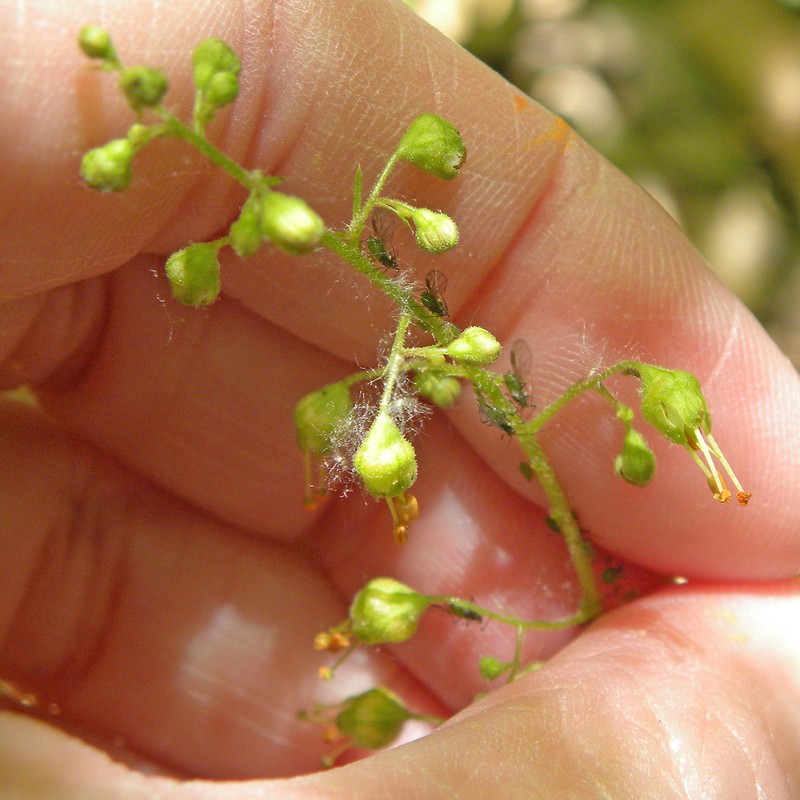 American Alumroot photo 7