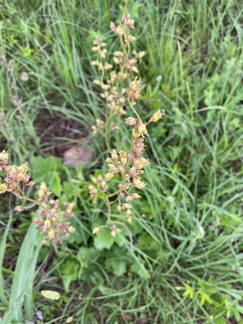 American Alumroot photo 8