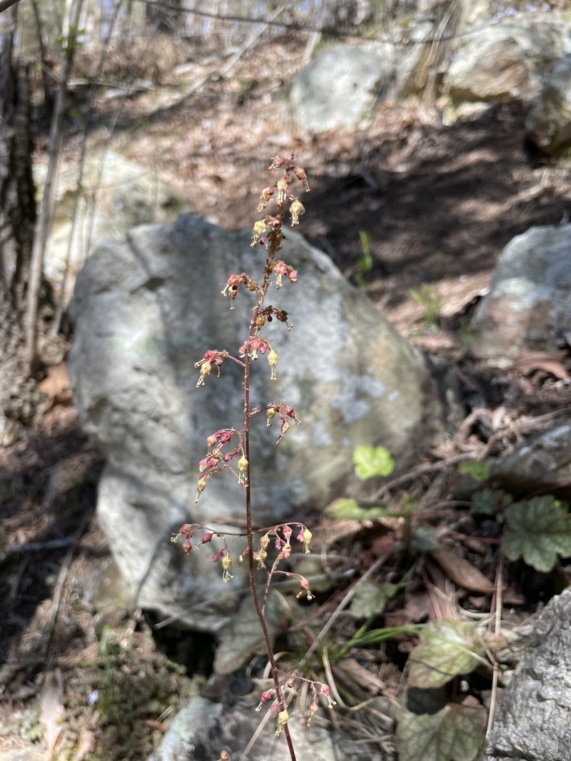 Heuchera americana var. americana