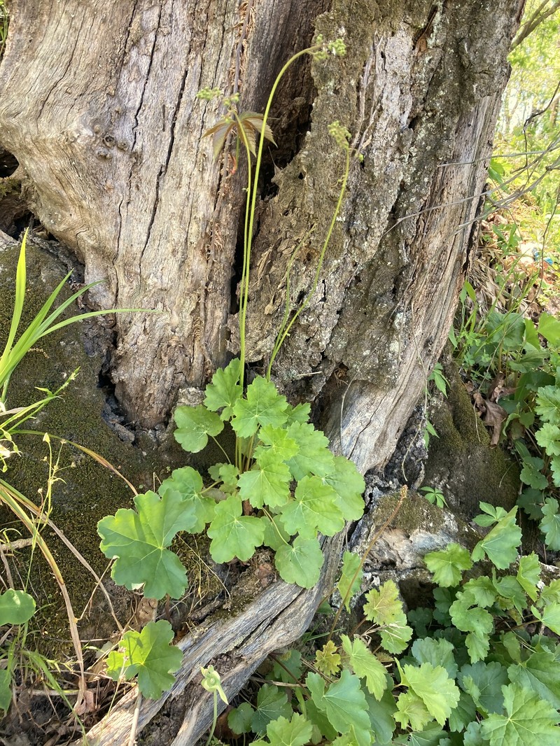 Heuchera americana var. americana photo 2