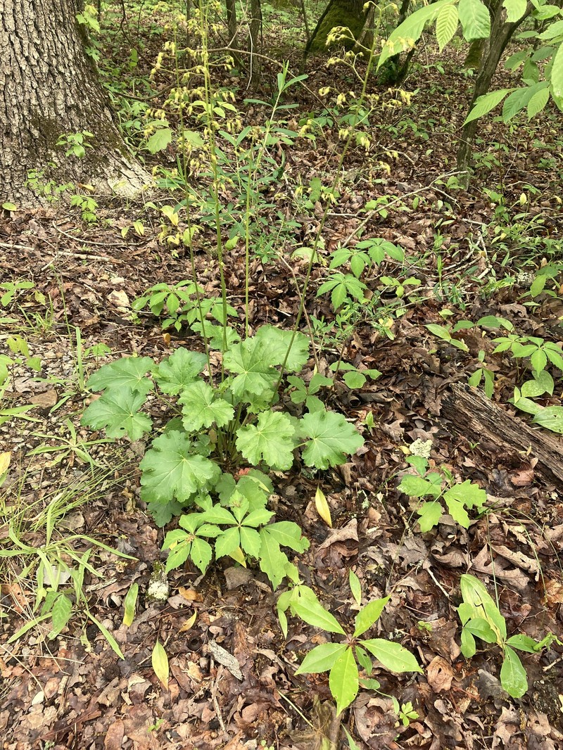 Heuchera americana var. americana photo 4