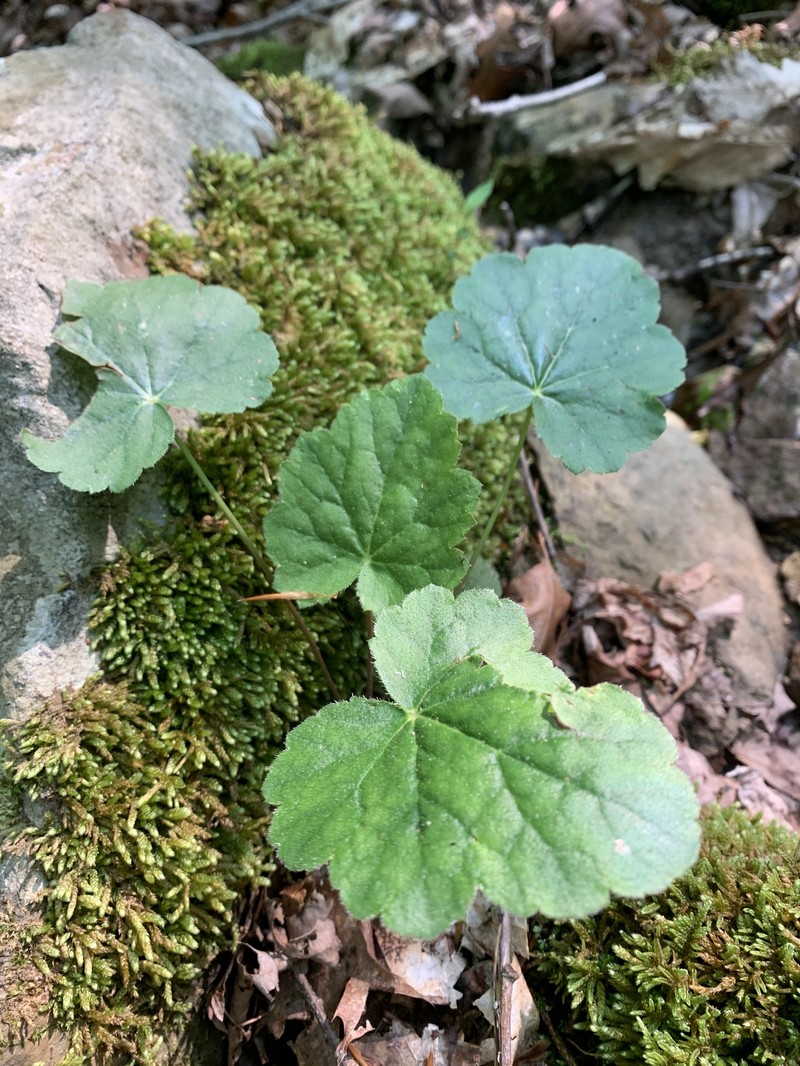 Heuchera americana var. americana photo 5