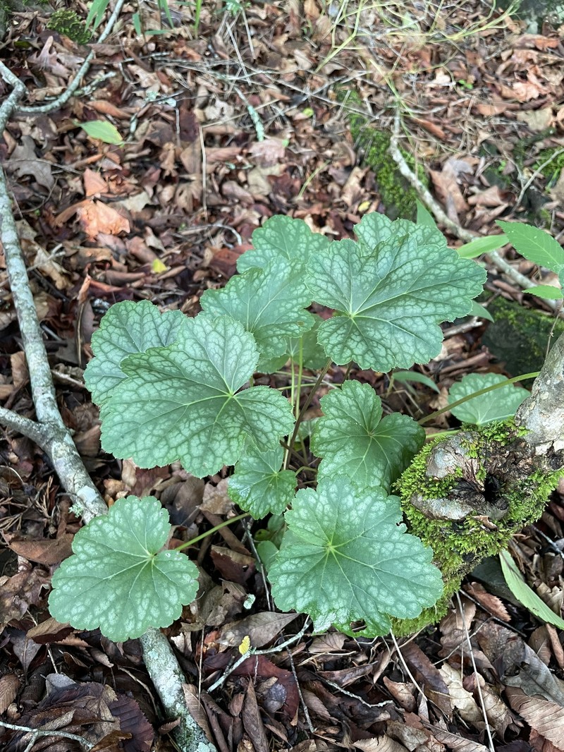 Heuchera americana var. americana photo 6