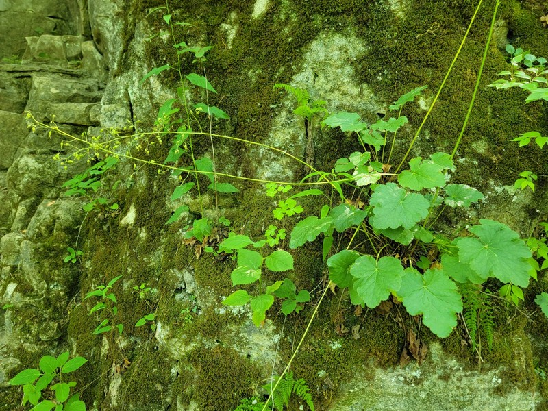 Heuchera americana var. americana photo 7