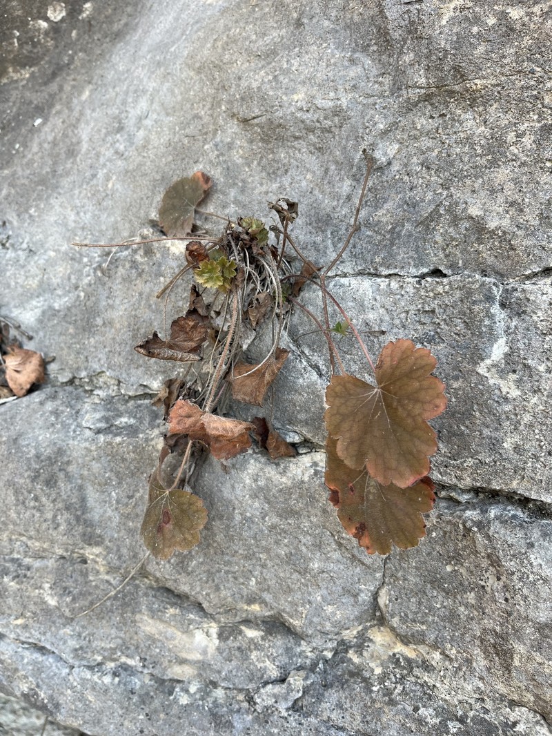Heuchera americana var. hirsuticaulis
