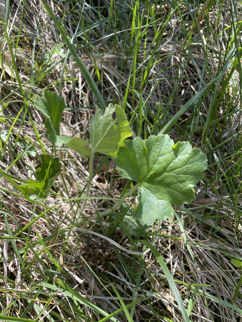 Heuchera americana var. hirsuticaulis photo 2