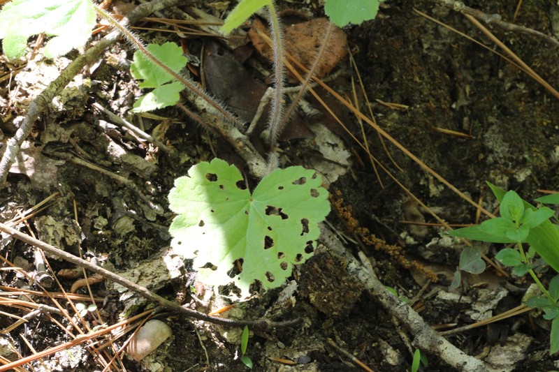 Heuchera americana var. hirsuticaulis photo 3