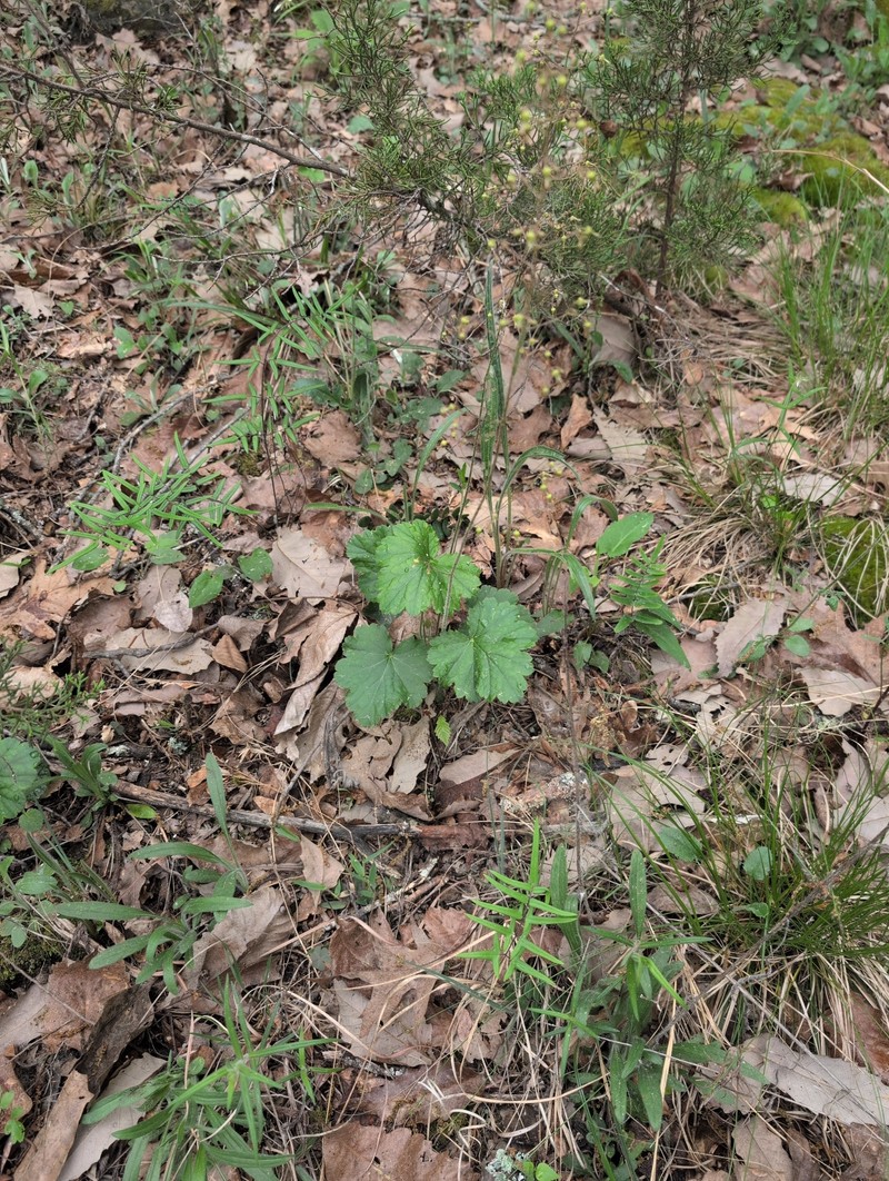 Heuchera americana var. hirsuticaulis photo 4