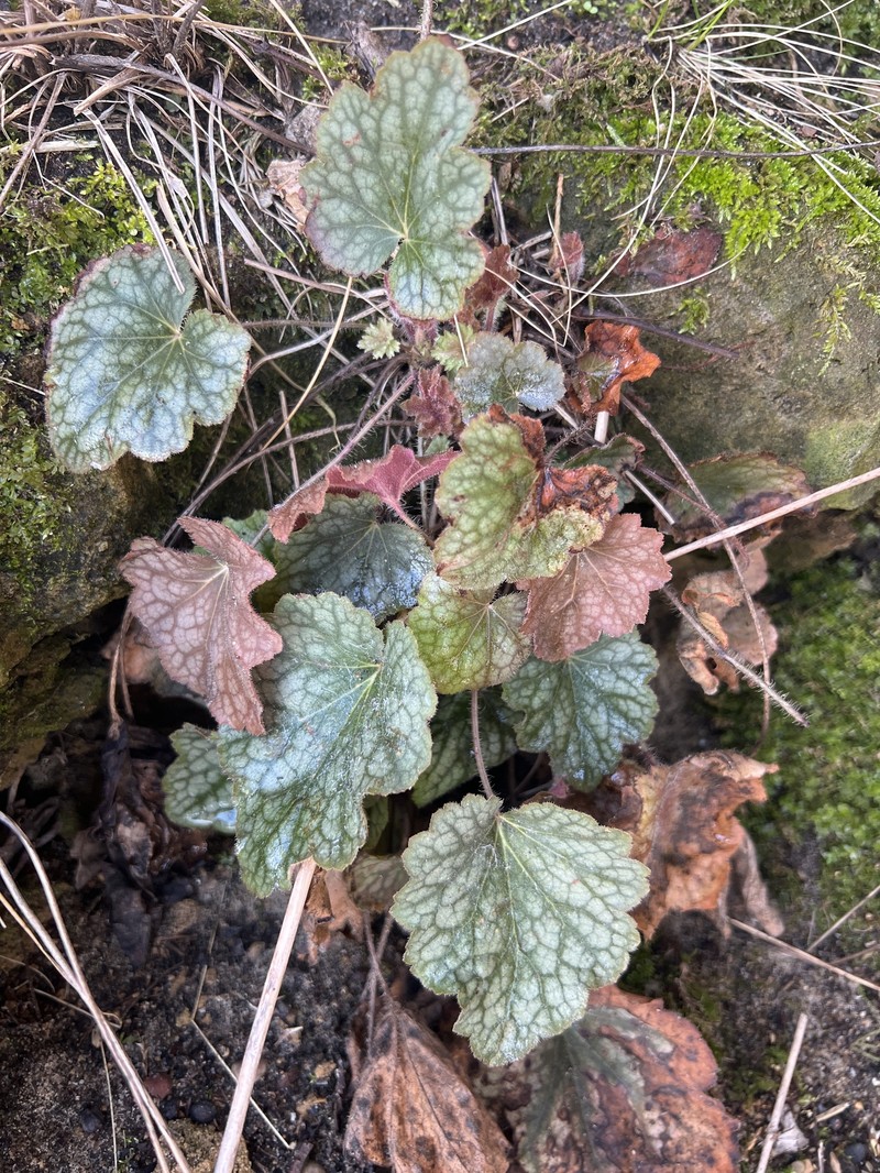 Heuchera americana var. hirsuticaulis photo 5