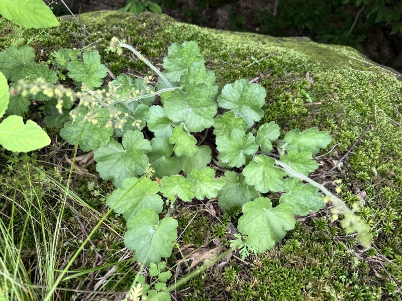 Heuchera americana var. hirsuticaulis photo 6