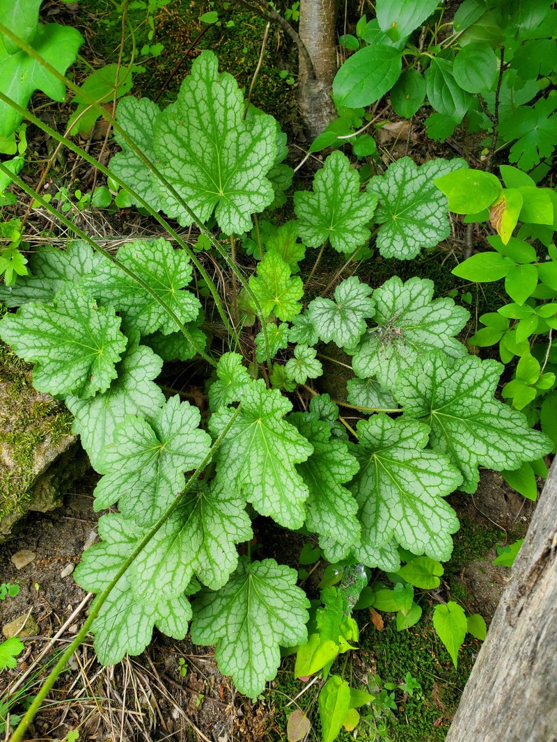 Heuchera americana var. hirsuticaulis photo 7