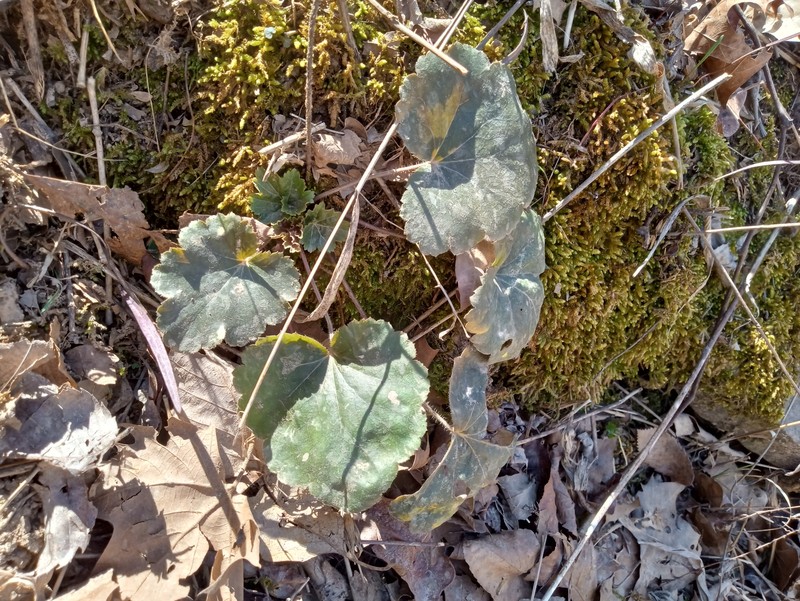 Heuchera americana var. hirsuticaulis photo 8