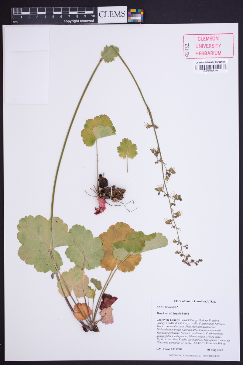 Heuchera americana var. hispida photo 4