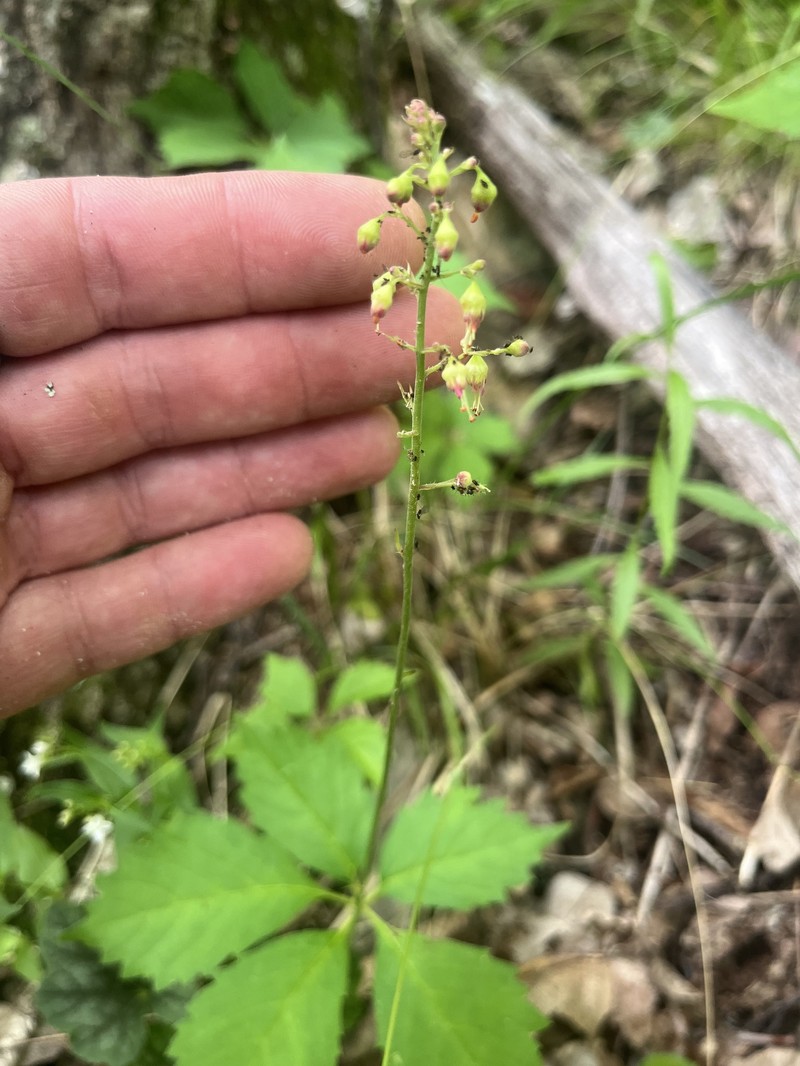 Heuchera americana var. hispida