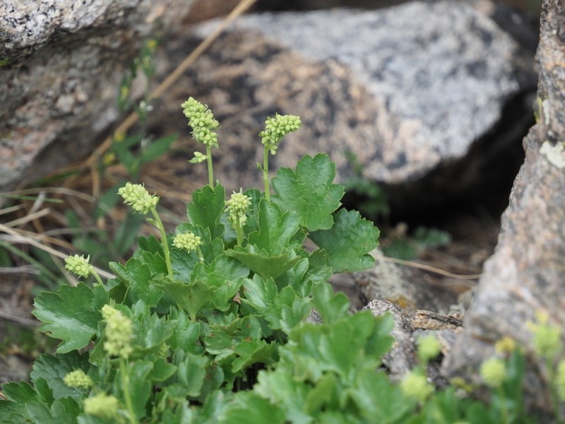Bracted Alumroot