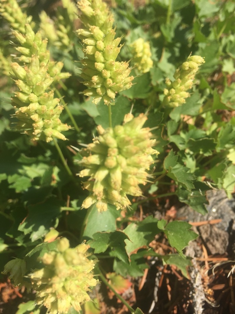 Bracted Alumroot photo 3