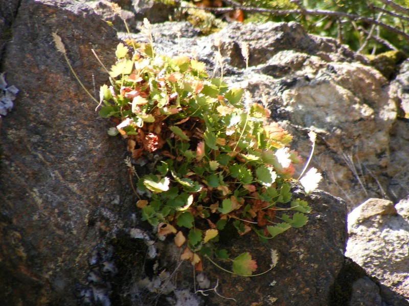 Bracted Alumroot photo 4