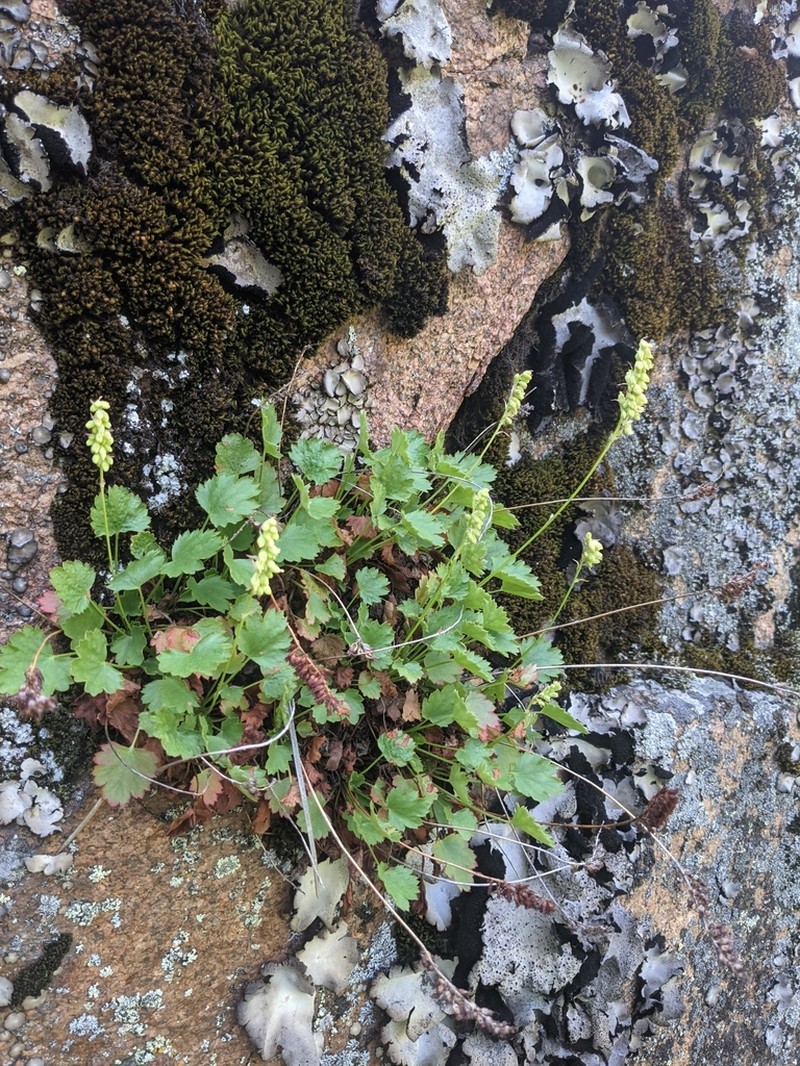 Bracted Alumroot photo 5