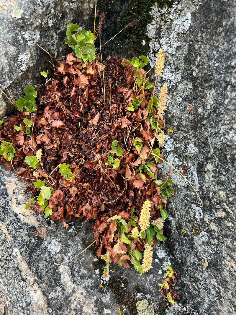 Bracted Alumroot photo 7