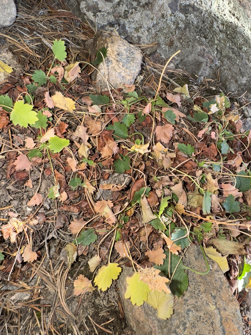 Bracted Alumroot photo 8