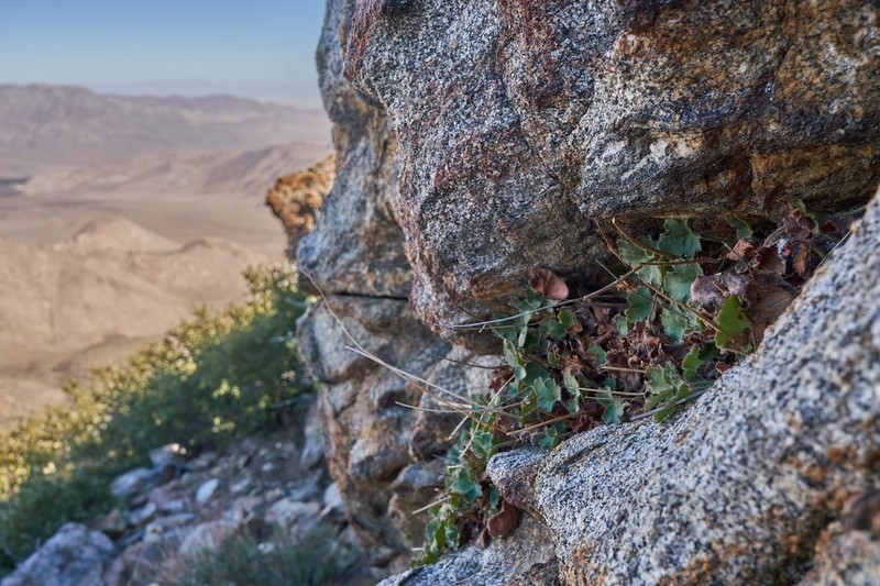 Laguna Mountain Alumroot