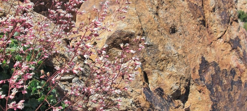 Laguna Mountain Alumroot photo 3