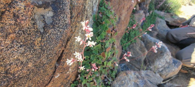 Laguna Mountain Alumroot photo 4