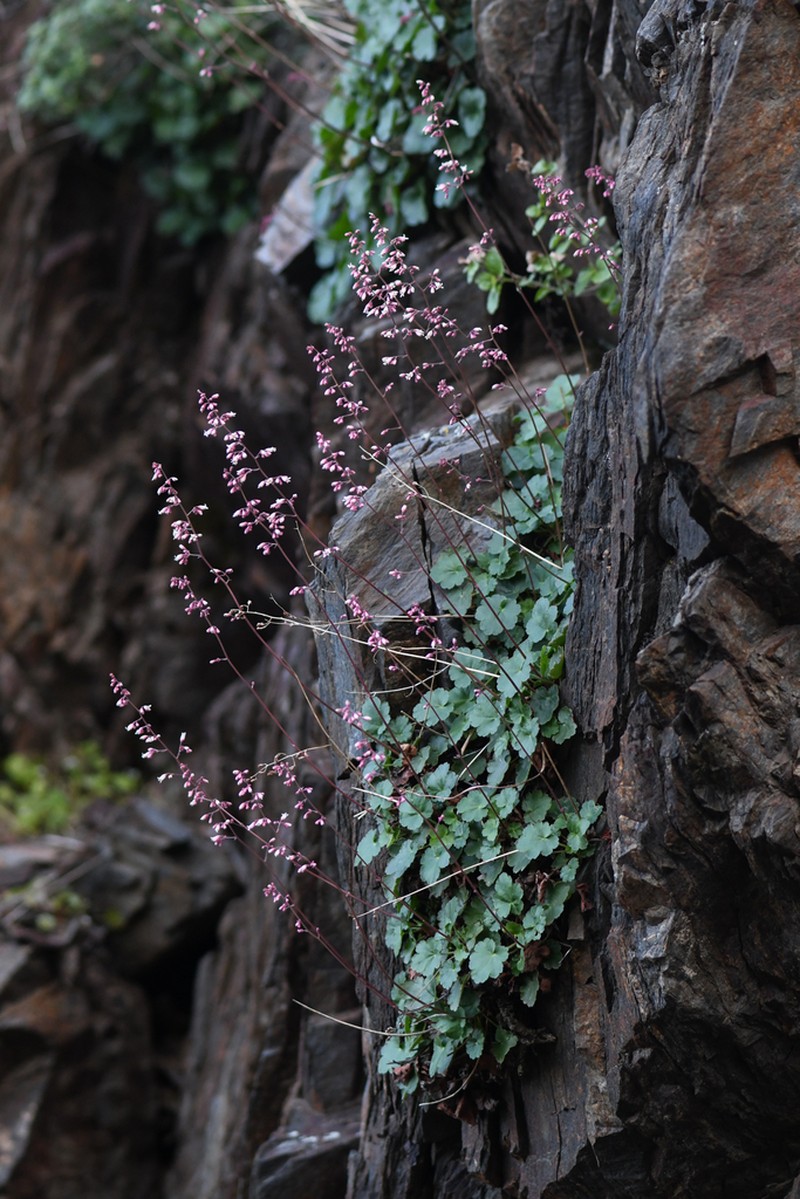 Laguna Mountain Alumroot photo 5