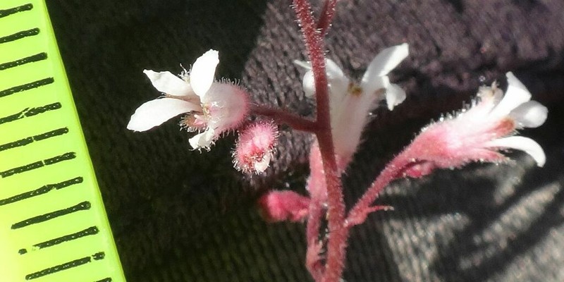 Laguna Mountain Alumroot photo 6