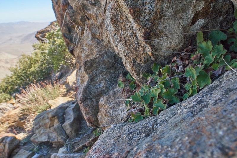 Laguna Mountain Alumroot photo 7