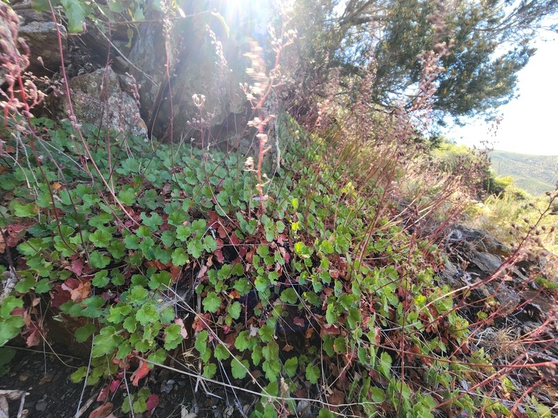 Laguna Mountain Alumroot photo 8