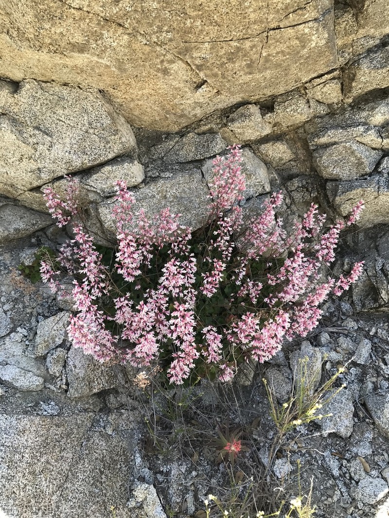 Tufted Alumroot