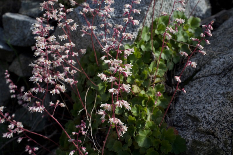 Tufted Alumroot photo 3