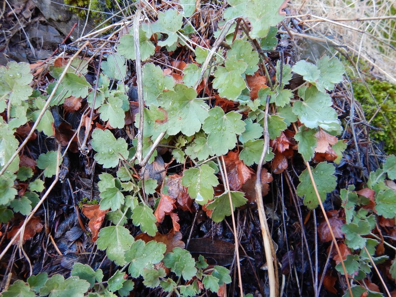 Tufted Alumroot photo 4