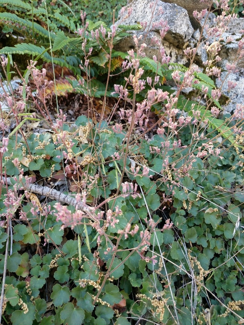 Tufted Alumroot photo 5