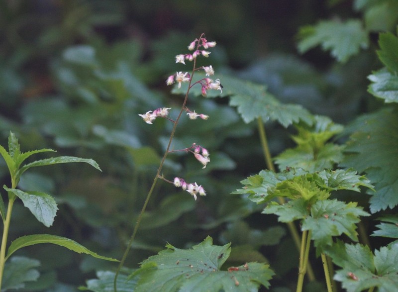 Tufted Alumroot photo 6
