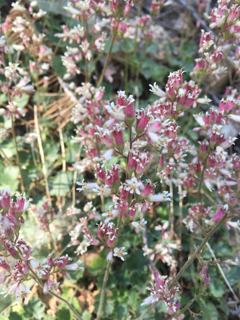 Tufted Alumroot photo 7