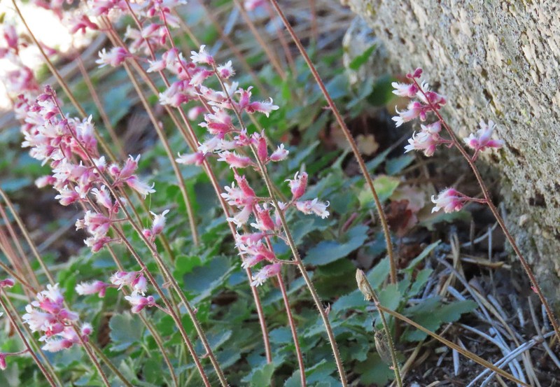 Tufted Alumroot photo 8