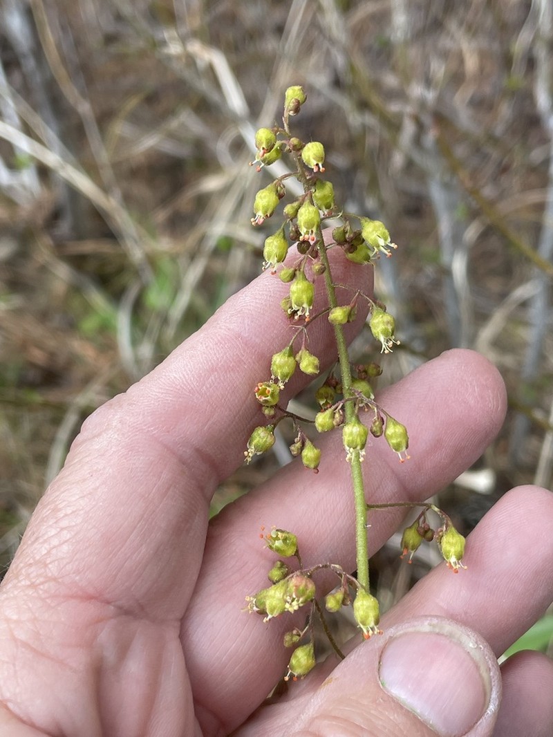 Carolina Alumroot