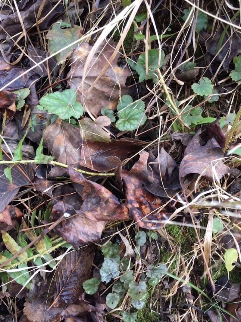 Carolina Alumroot photo 2