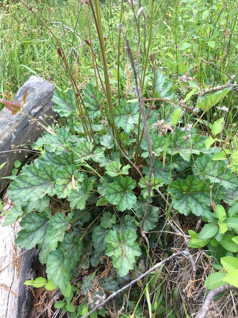 Carolina Alumroot photo 3