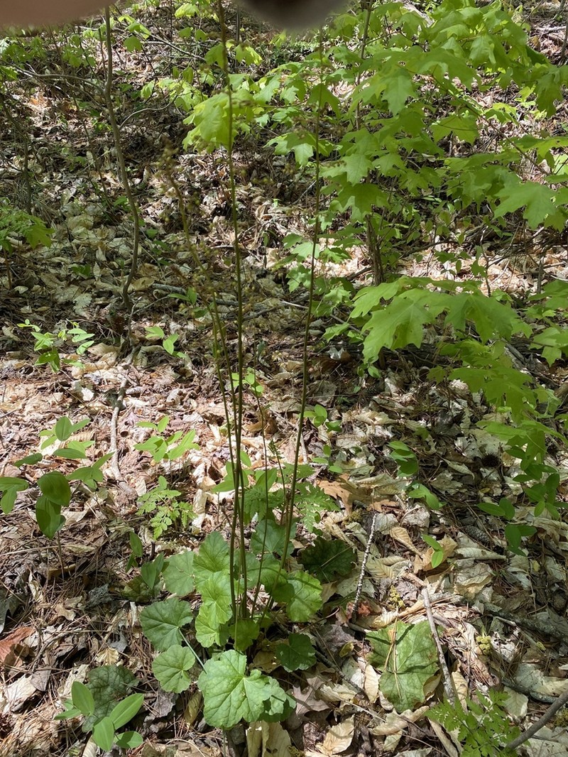Carolina Alumroot photo 4