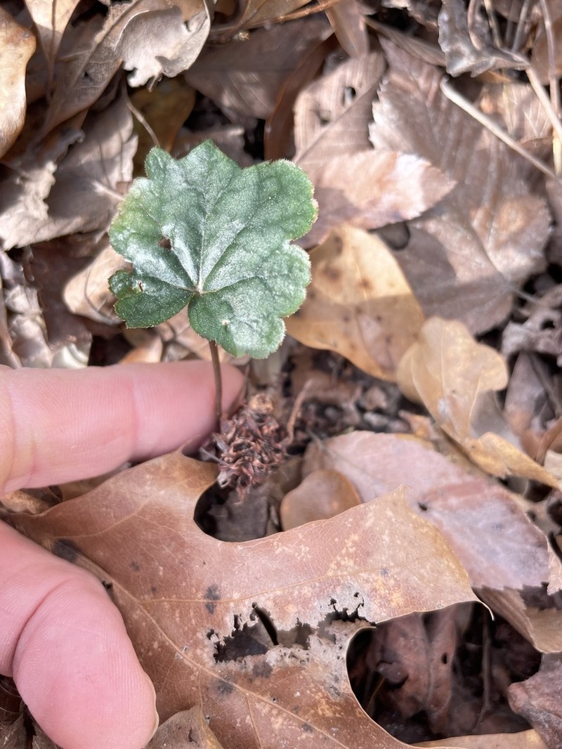 Carolina Alumroot photo 5