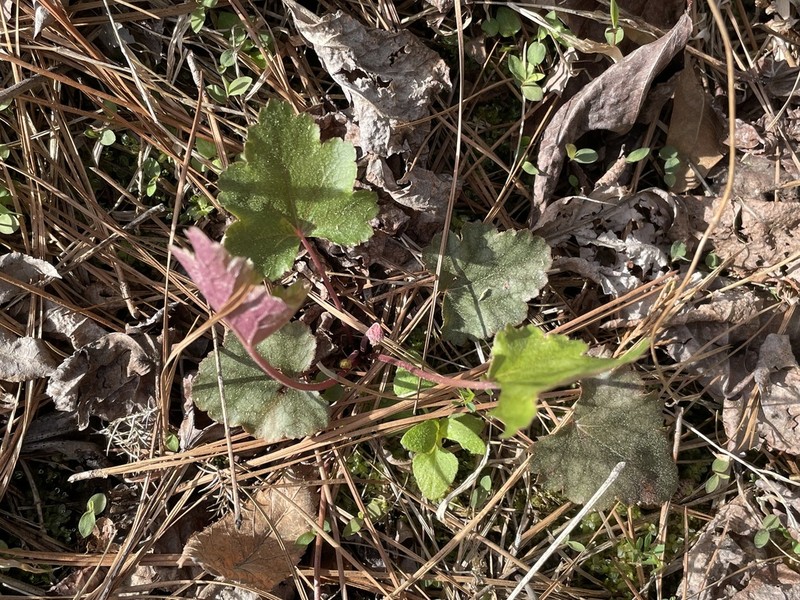 Carolina Alumroot photo 6